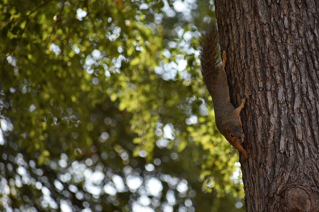 相較於萊萬 相較於萊萬